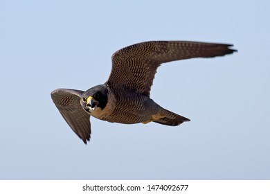 Peregrine Falcon
Falco Peregrinus
Australia