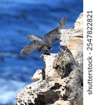 Peregrine Falcon (Falco peregrinus) bird of prey