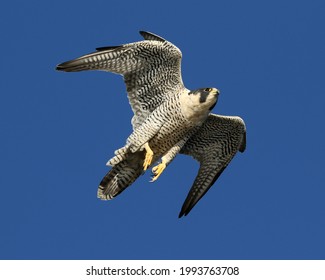 Peregrine Falcon (Falco Peregrinus) Bird