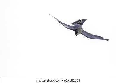 Peregrine Falcon (Falco Peregrinus) Bird Of Prey Upside Down Hunting Stoop. High Speed Dive By The World's Fastest Animal. Here Approaching 200 Mph Or 320 Km/h. Plain White Background With Copy Space.