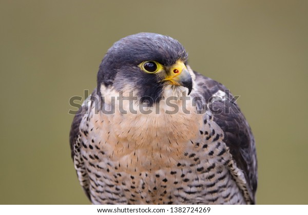 Peregrine Falcon Falco Peregrinus Bird Prey Stock Photo