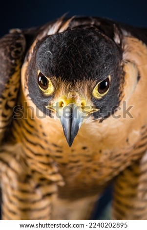 Peregrine Falcon (Falco Peregrinus) Ceiba, is one of the fastest birds in the world, Falcon bird of Falconry, fixed gaze in the foreground, approach of the bird to its beak and eyes
