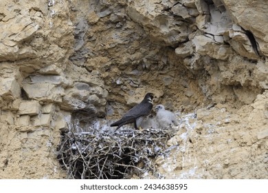 Peregrine Falcon (Falco peregrinus) Female feeding chicks at nest  Germany, Baden-Wuerttemberg - Powered by Shutterstock