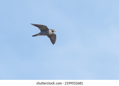 Peregrine Falcon (Falco Peregrinus) Flying Over The New South Wales Coast, Australia