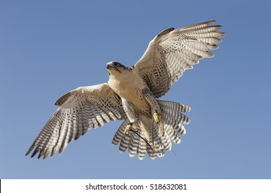 Сапсан (falco peregrinus) летит в пустыне недалеко от Дубая, ОАЭ