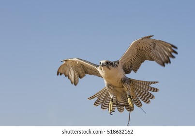 Peregrine Falcon (falco Peregrinus) Flying In A Desert Near Dubai, UAE