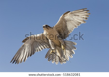 Falcons Website Stock Photos - Free & Royalty-Free Stock Photos