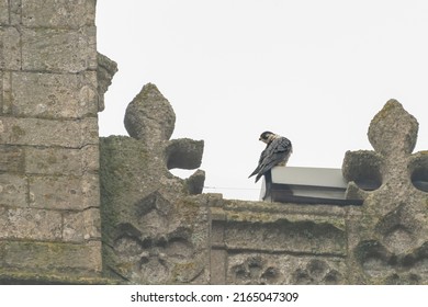 Peregrine Falcon (Falco Peregrinus) Nesting On Top Of A Church, Norfolk, UK. Urban Wildlife Scene.