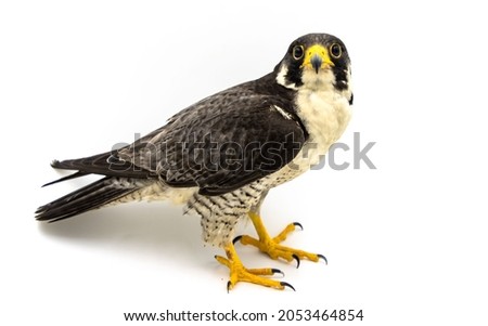 Peregrine Falcon (Falco peregrinus) on white background the fastest animals in the world.