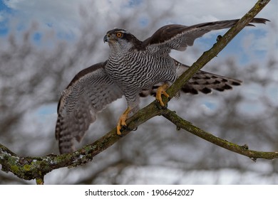 Peregrine Falcon (Falco Peregrinus) Perched on Branch in Front of Pine Trees-Shallow Depth of Field - Shutterstock ID 1906642027