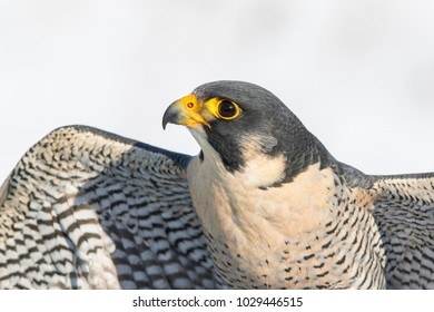 Peregrine Falcon (Falco Peregrinus) Portrait