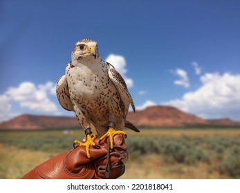 Peregrine Falcon (Falco Peregrinus) sitting on the arm with leather glove of a falconic expert with blue sky and rock mountain background. 
 - Powered by Shutterstock