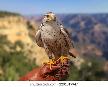 Peregrine Falcon (Falco Peregrinus) sitting on the arm with leather glove of a falconic expert with blue sky and rock mountain background. 
 - Powered by Shutterstock