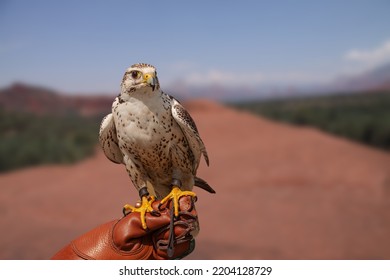 Peregrine Falcon (Falco Peregrinus) sitting on the arm with leather glove of a falconic expert with blue sky and rock mountain background. 
 - Powered by Shutterstock