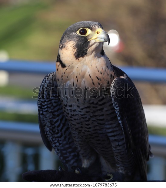 Peregrine Falcon Fastest Animal On Earth Stock Image