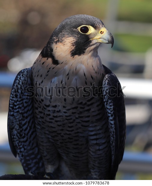 Peregrine Falcon Fastest Animal On Earth Stock Photo Edit