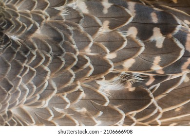 Peregrine falcon feathers texture. Raptor bird plumage pattern - Shutterstock ID 2106666908