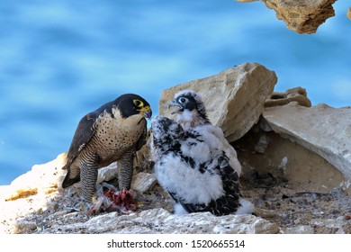 Peregrine Falcon Feeding Chicks At Nest