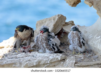 Peregrine Falcon Feeding Chicks At Nest