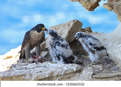 Peregrine Falcon Feeding Chicks At Nest