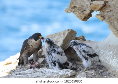 Peregrine Falcon Feeding Chicks On Cliff Face Nest