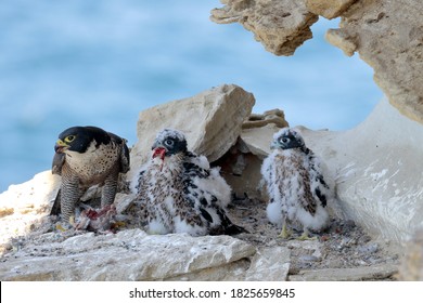 Peregrine Falcon Feeding Chicks On Cliff Face Nest