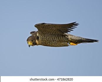 Peregrine Falcon In Flight