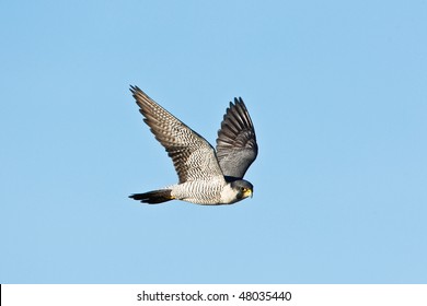 Peregrine Falcon In Flight.