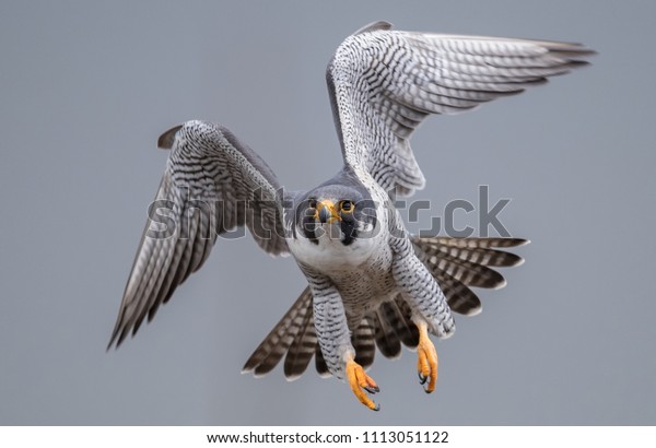Peregrine Falcon in flight 