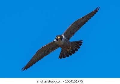 Peregrine Falcon In Flight At Devils Kitchen, Victoria Australia 