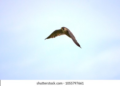 Peregrine Falcon In Flight (Falco Peregrinus)