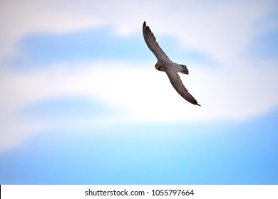 Peregrine Falcon In Flight (Falco Peregrinus)