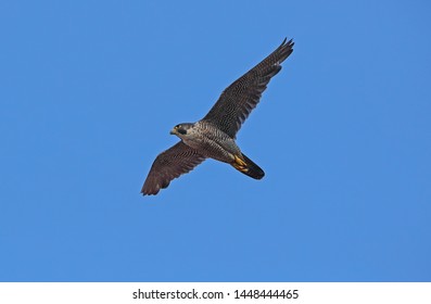 Peregrine Falcon In Flight UK