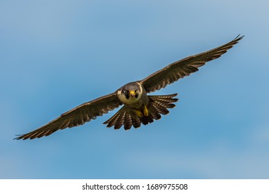 Peregrine Falcon in flight, UK