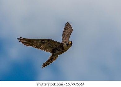 Peregrine Falcon In Flight, UK