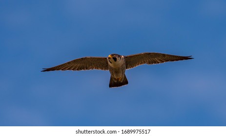 Peregrine Falcon In Flight, UK