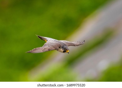 Peregrine Falcon In Flight, UK