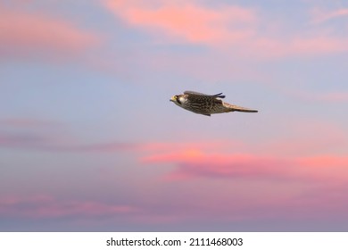 Peregrine falcon flying against soft blurred pink and blue sky - Powered by Shutterstock