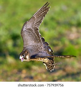 Peregrine Falcon Flying Falco Peregrinus.