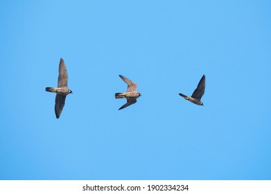 Peregrine falcon flying on blue sky background
