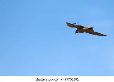 Peregrine falcon flying on blue sky background