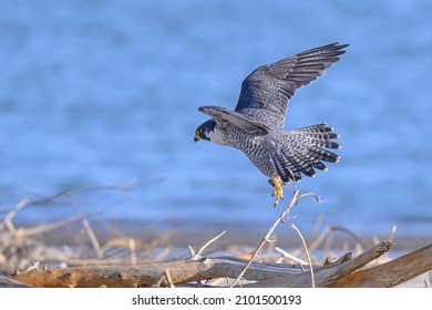 Peregrine Falcon Flying On The Coast