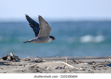 Peregrine Falcon Flying Over The Beach