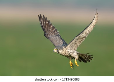 Peregrine Falcon Flying And Perched Near A Lake