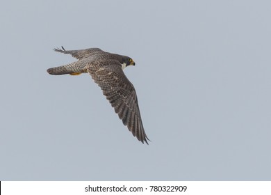 Peregrine Falcon Flying In Sky