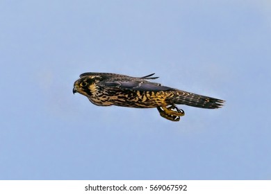 Peregrine Falcon flying through blue sky, Falco peregrinus.