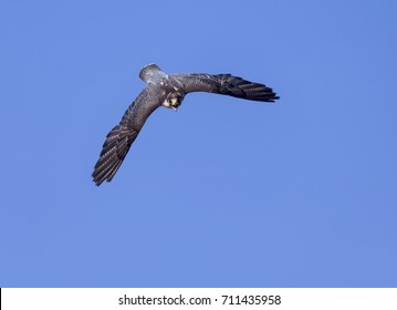 Peregrine Falcon Flying Towards You, Beak Open