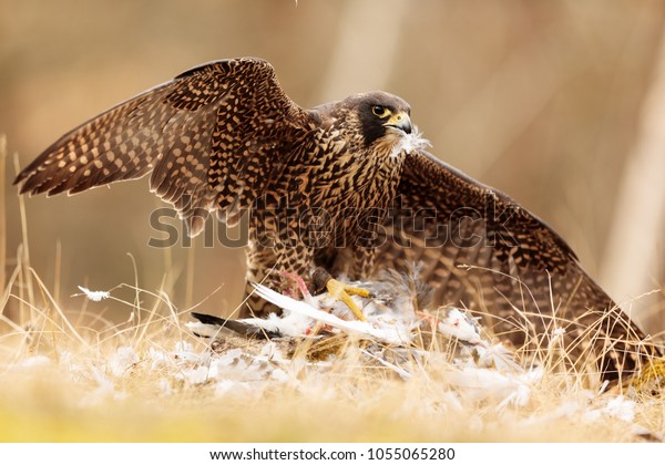 Peregrine Falcon Has Pigeon Feathers Beak Stock Photo Edit