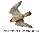 peregrine falcon isolated on white background.