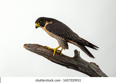 Peregrine Falcon Isolated On A White Background